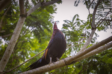 Colorful cock seating on a tree branch on the farm in Hawaii