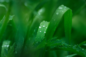 Fresh grass with dew drops close up