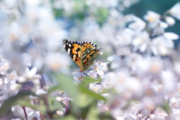 butterfly in nature.Beautiful butterfly and flowers.