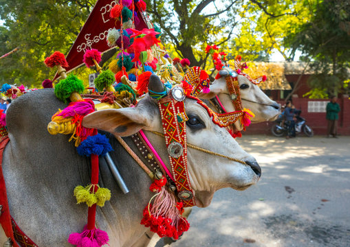 Decorated Ox Cart During A Novice Parade, Bagan,  Myanmar