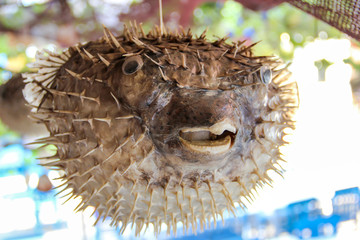 Puffer fish