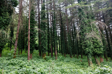 old trees are covered with moss and ivy in the pine forest