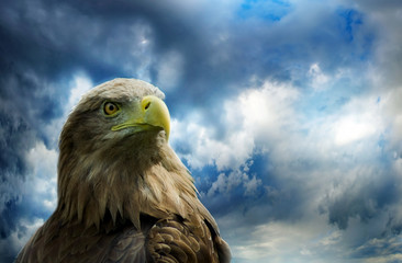 image of a bird of prey against the sky close up