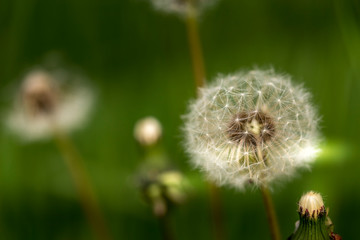 Flowers in mountains. Spring is coming