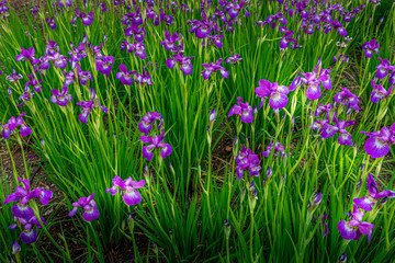 Flowers in mountains. Spring is coming