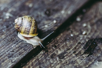 Escargot, élevage d'escargots à manger