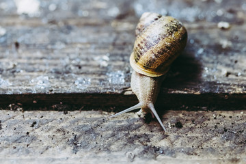 Escargot, élevage d'escargots à manger