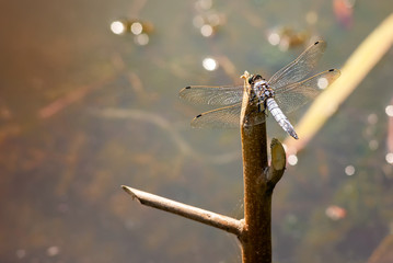 Closeup of a dragonfly, Orthetrum cancellatum, male, on a branch near the pond