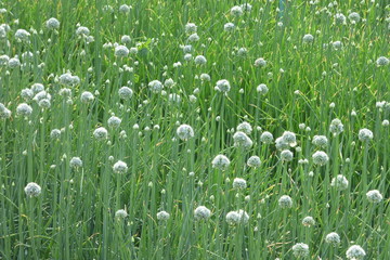 Fototapeta premium field of flowers