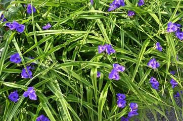 natural background of green foliage and small purple flowers