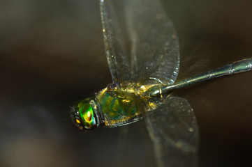 タカネトンボ　飛翔アップ