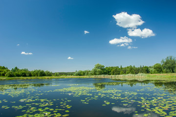 Fototapeta premium Floating leaves of a lotus flower in a lake, trees on the horizon and white clouds on a sky