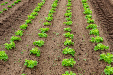 Gemüseanbau in reih und Glied im Knoblauchsland