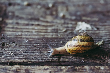 Escargot, élevage d'escargots à manger