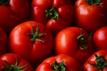tomatoes on the vine