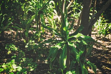 Toned foliage background image taken in botanical garden