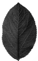 Black leaf on a white background that has been backlit showing veins