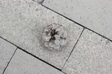 pine cone on the sidewalk