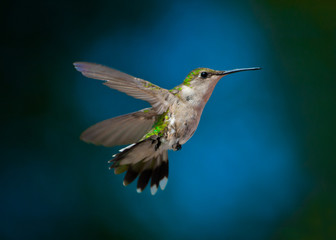 Fototapeta na wymiar Female Ruby-throated Hummingbird during hovering flight.