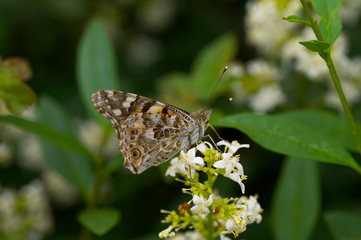butterfly Vanessa cardui on a flower