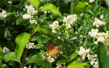 butterfly Vanessa cardui on a flower