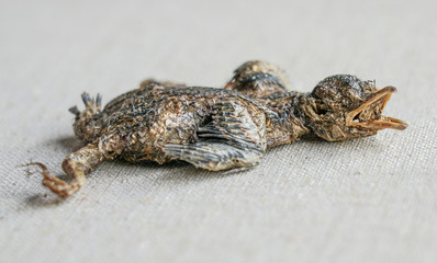 Toter Jungvogel