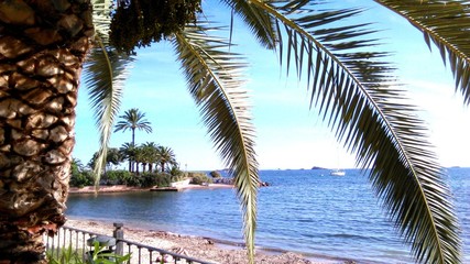 Fototapeta na wymiar Ibiza: Palmen, Meer und Strand