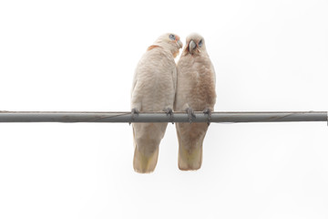 Isolated image of two white cockatoos sitting on an overhead wire with a white background. One seems to be whispering secrets or gossiping into the others ear