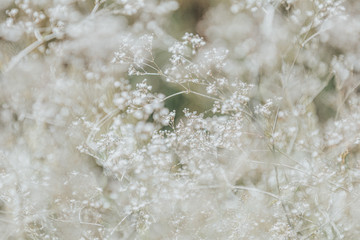 White wild flowers toned with pastel color beige and cool muted hues