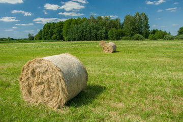 Hay bales on a green meadow, trees on the horizon and white clouds on a blue sky