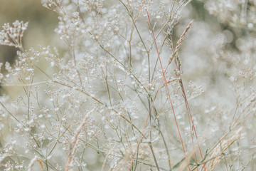 White wild flowers toned with pastel color beige and cool muted hues