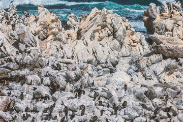 Cape cormorants sitting on a rocks at Betty's Bay, South Africa