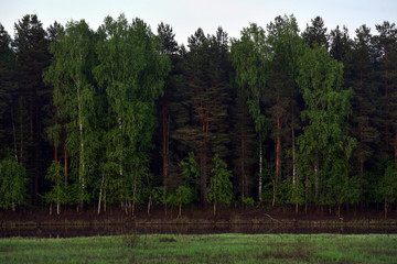 Wall of trees on the shore of forest lake.