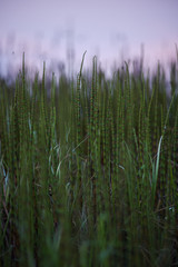 Horsetail.