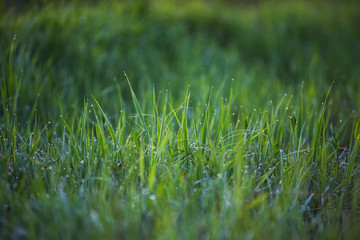 Green grass.