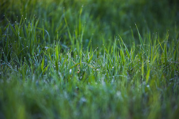 Green grass.