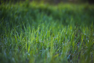 Green grass.