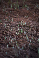 Fresh grass