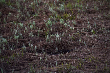 Fresh grass