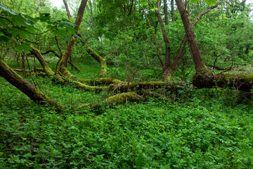 Puszcza stary las zielony stare drzewa mokradła - obrazy, fototapety, plakaty