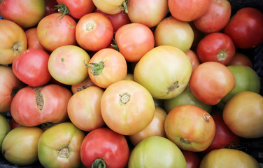 fresh and organic tomatoes. background vegetables.