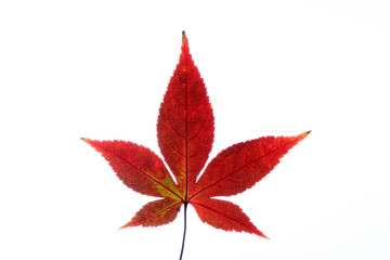 Isolated image of a red autumn/fall leaf back-lit to show veins on a white background