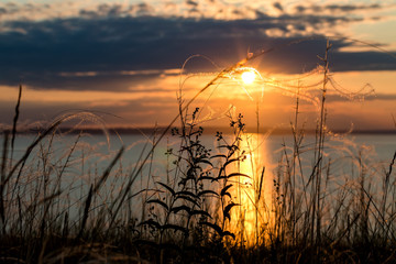 Naklejka premium Plants on sunrise background. Volga river