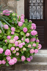 Fototapeta na wymiar Hydrangea bushes by house door. Bushes is pink, blue, lilac, purple. Flowers are blooming in street in spring and summer outdoor.