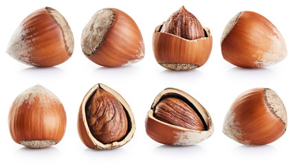 Hazelnuts collection isolated on white background.