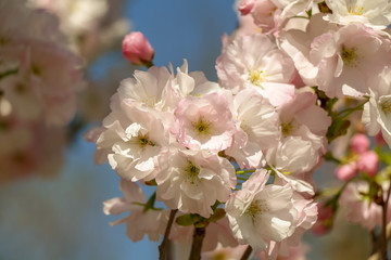 cherry tree blossom