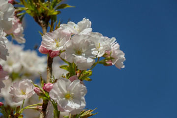 flowers of cherry tree