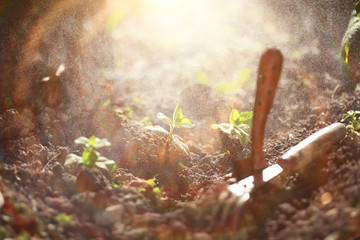 Small sprout for landing in the ground in hands