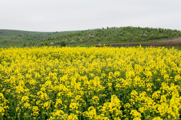 Blooming yellow rape field. Rapeseed blossoms, Canola field