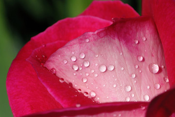 Pink rose with water droplets closeup. Shallow depth of field